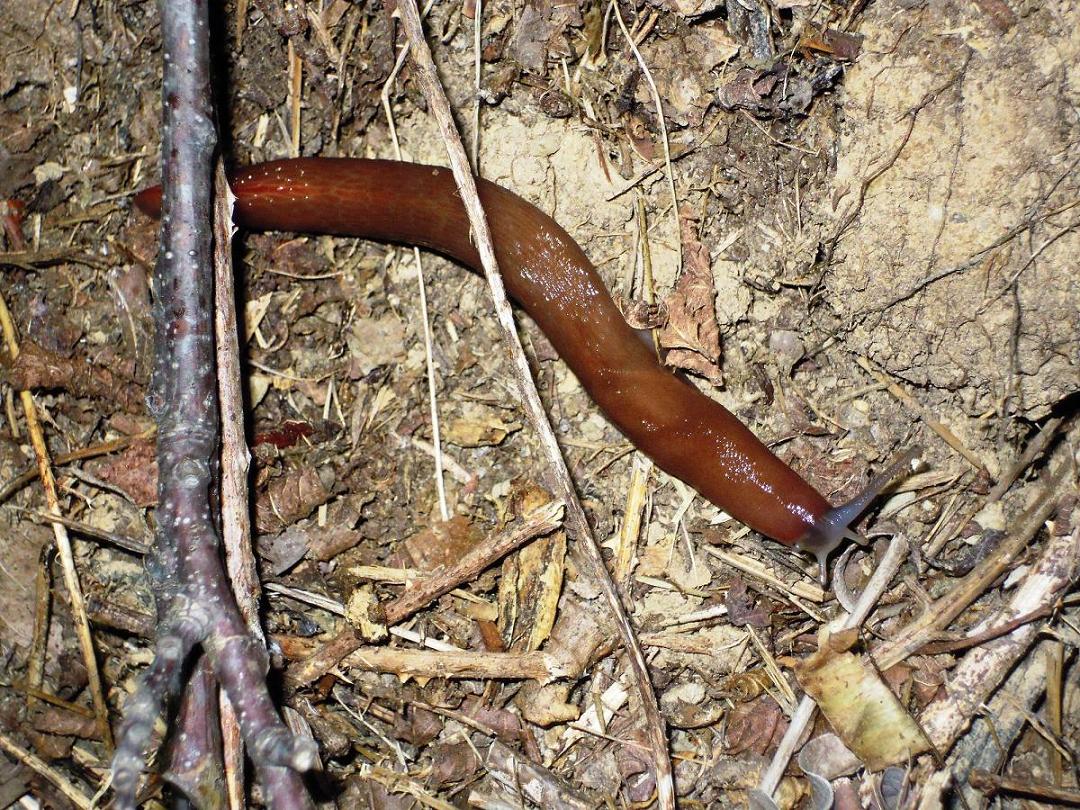 Limax dal Monte Serra (PI)